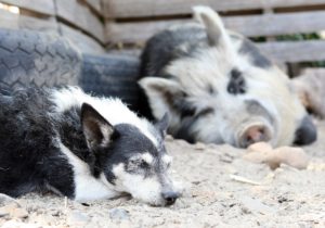 Hund schläft neben schwarz-weißen Schwein
