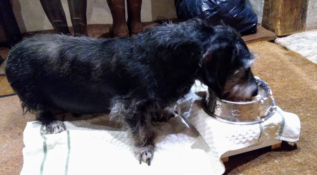 Hundeforum, Schwarzer Dackelmix Strolchie frißt zur Entlastung seiner  Wirbelsäule erhöht von einem kleinen Tischchen