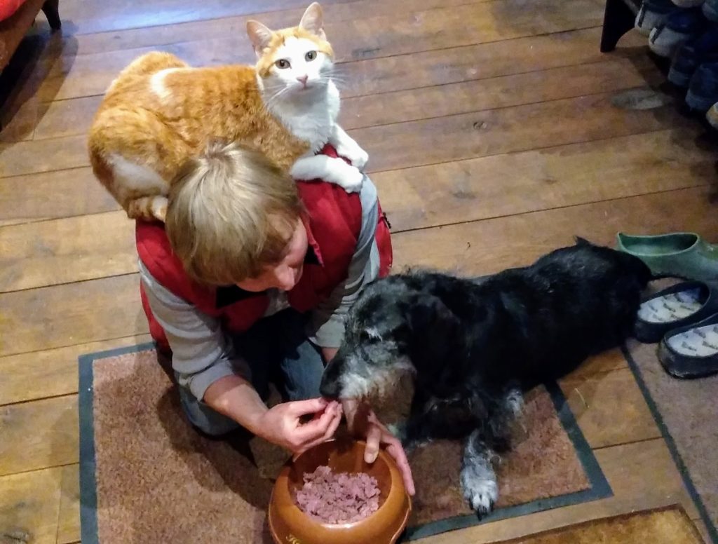 Frau füttert alten schwarzen Hund per Hand mit einer rot getigerten Katze auf der Schulter