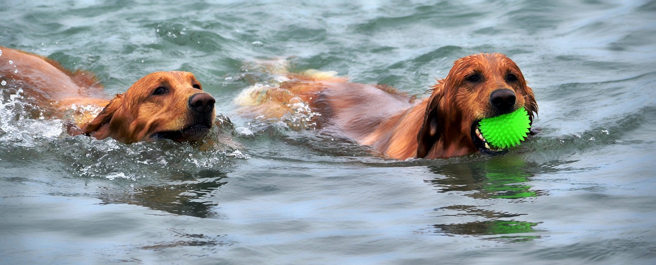 Hundeforum Wasservergiftung: zwei Hunde schwimmen durch einen See, einer trägt einen apportierten Ball in seiner Schnauze