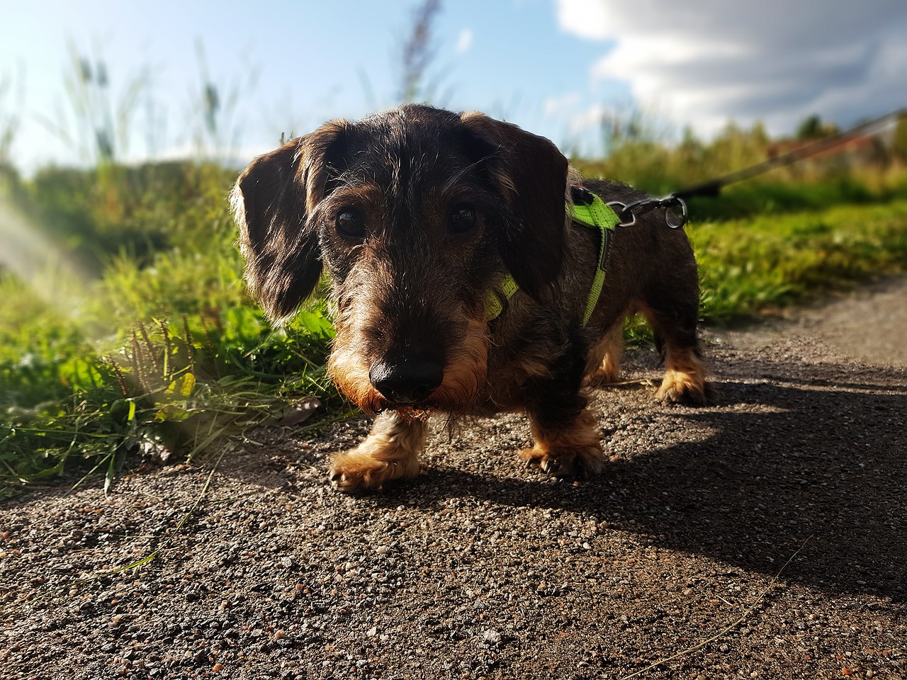 Hundeforum Rauhaardackel schaut in die Kamera, während er über einen Weg läuft, im Hintergrund Wiesen und blauer Himmel
