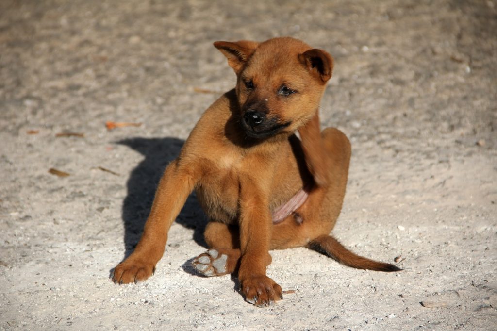 Dieses Hundeforum Foto zeigt einen jungen braunen Hund, der sich aufgrund von Flohbefall kratzt