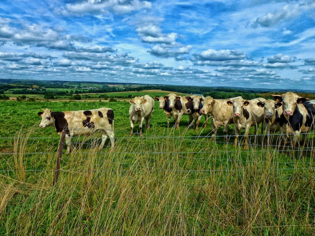 Eine Herde Kühe auf grüner Weide unter blauem Himmel