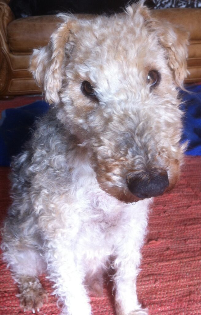 Janosch Hund